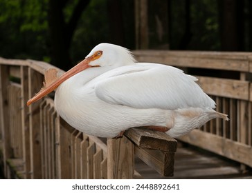 White pelican with massive yellow orange bill and clear bluish white eye is resting on a wooden fence against a dark green background of trees. - Powered by Shutterstock