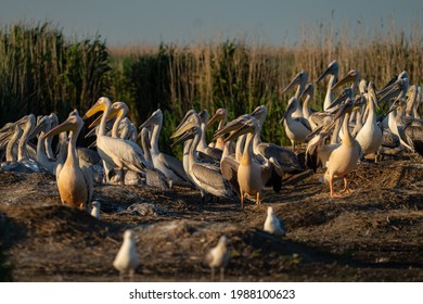 White Pelican Nest Danube Delta