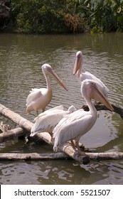 White Pelicans - Captive - Audubon Zoo, New Orleans, LA