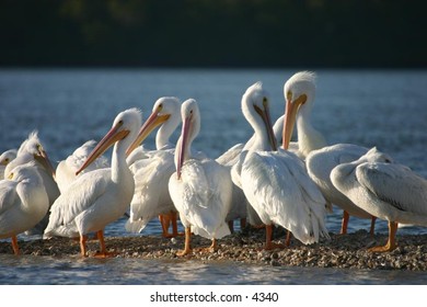 white pelicans grouped at the water's edge