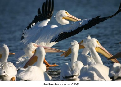 white pelicans grouped at the water's edge