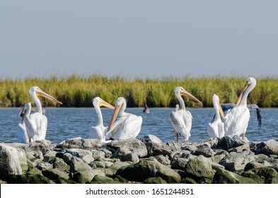 White pelicans sitting atop rip rap on Pelican Island in Barataria Bay and the Gulf of Mexico, Louisiana
