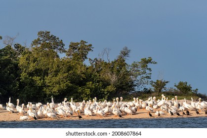White pelicans at Ten Thousand Islands National Wildlife Refuge in Everglades National Park, Florida, USA - Shutterstock ID 2008607864