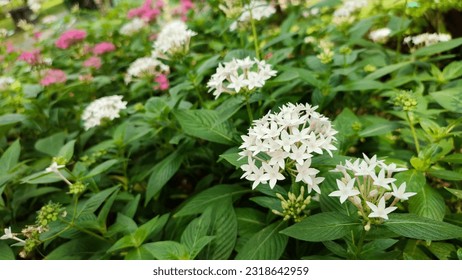 White Pentas lanceolata flower is an ornamental flower plant from East Africa to Arabia, often called the star of Egypt because it is similar to soka and has a leaf shape like basil leaves. - Powered by Shutterstock