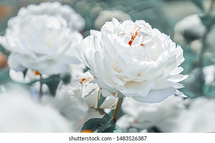 White Peonies Flower Bloom On Background Of Blurry White Peonies In Peonies Garden.