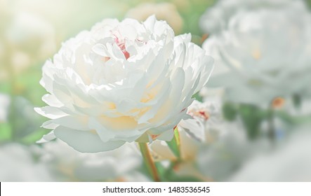 White Peonies Flower Bloom On Background Of Blurry White Peonies In Peonies Garden.