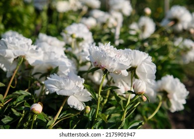 White Peonies In The Garden