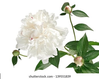 White Peony