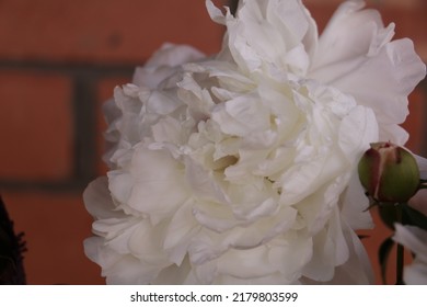 White Peony Bud Against A Brick Wall