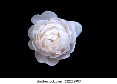 white peony, camellia, flower isolated on black background