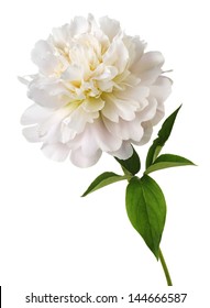 White Peony Flower