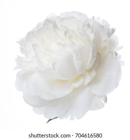 White Peony Flower Isolated.