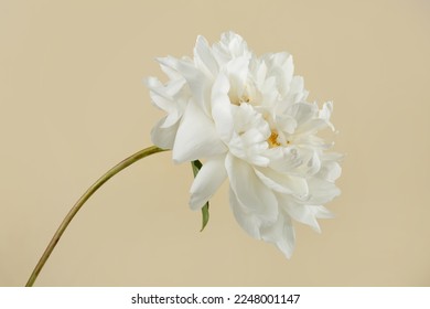 White peony flower isolated on beige background.