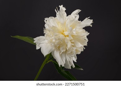 Flor peonía blanca aislada