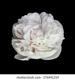 White peony flower isolated on black background