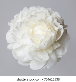 White Peony Flower Isolated On A Gray Background.