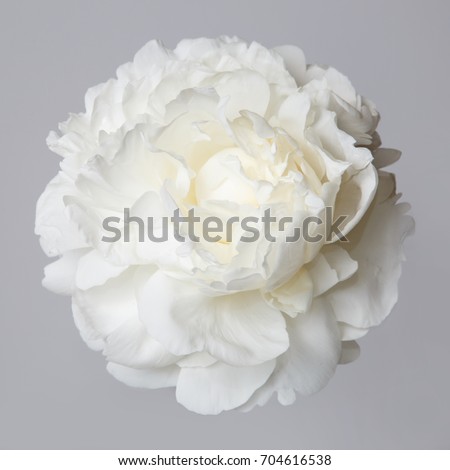 White peony flower isolated on a gray background.