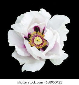 White peony flower macro photography isolated on black
