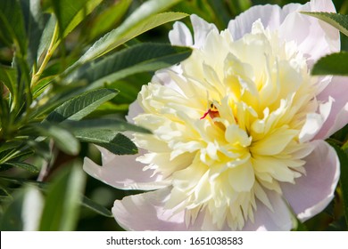 ぼたん 花 の画像 写真素材 ベクター画像 Shutterstock