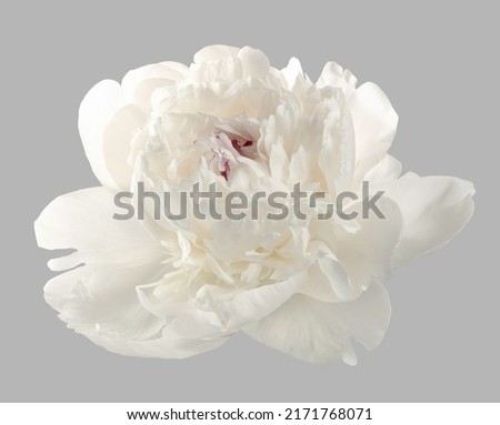 White peony isolated. White flower on gray background
