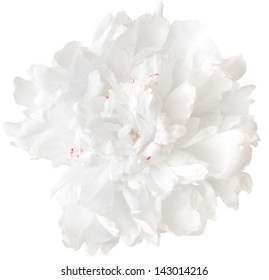 White Peony Isolated On White