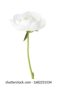 White Peony Isolated On White Background.