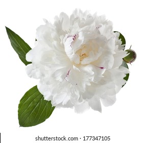 White Peony Isolated On White Background