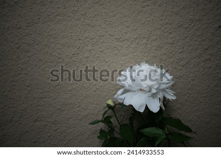 white peony isolated on a heavily painted stucco wall - with lens vignetting (uncorrected)