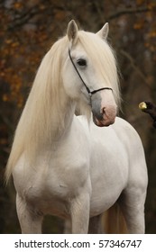 White Percheron Horse