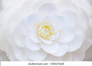 White perfect camellia flower, close up macro. White camellia full bloom - Powered by Shutterstock