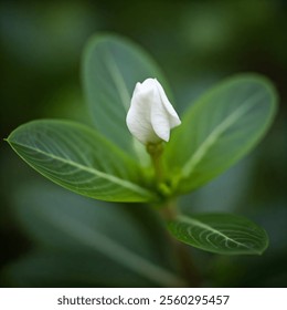 White periwinkle flower buds look very beautiful against the background of green leaves. - Powered by Shutterstock