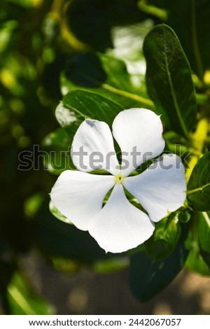 white periwinkle flower close up, nature garden flora plant leaf