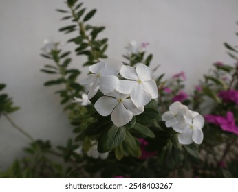 White Periwinkle Flower: Delicate, trumpet-shaped blooms with pure white petals and subtle purple undertones, growing in clusters on slender vines, symbolizing purity, innocence and beauty. - Powered by Shutterstock