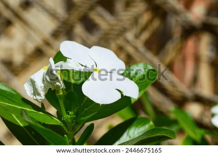 white periwinkle flower on the green background