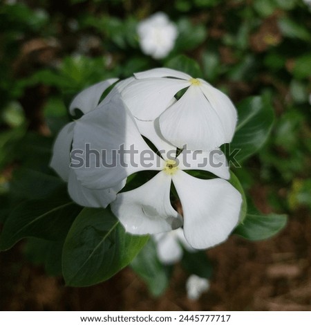 White periwinkle flower ornamental plant