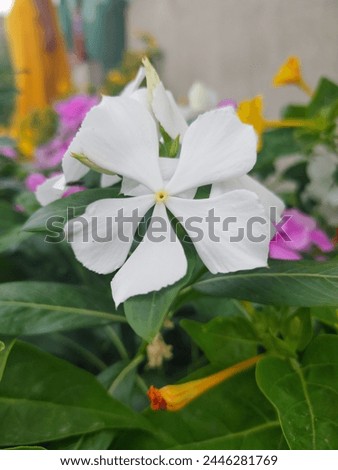 White Periwinkle Flower Portrait Photo