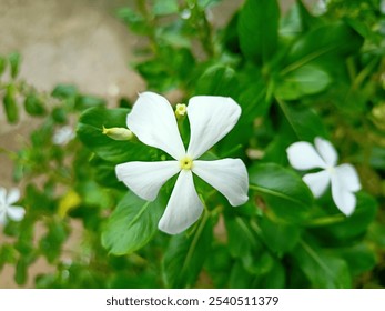 White periwinkle flowers bloom in the garden. - Powered by Shutterstock