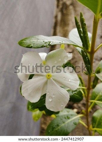 white periwinkle flowers (Catharanthus roseus L. G. Don) that look very beautiful