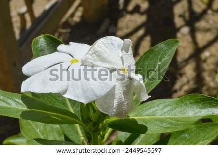 white periwinkle flowers close up in garden nature
