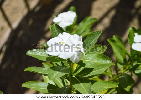 white periwinkle flowers close up, flora in the garden