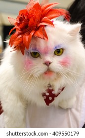 White Persian Cat Dress Up And Make Up Funny Faces