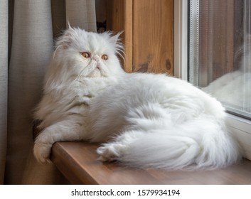 White Persian Cat With Long Hair. Exotic