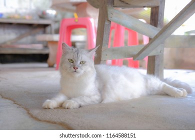 The white persian cat was lying on the concrete ground face and eyes are staring and looking with suspicion and doubt over what is seen.Kitten sit on the ground under the table wondering what's around