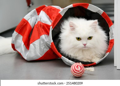 White Persian Cat Playing With Toys