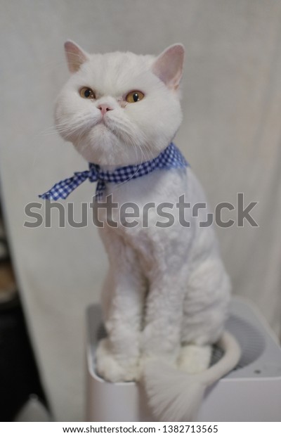 White Persian Cat Short Hair Cut Stock Photo Edit Now 1382713565