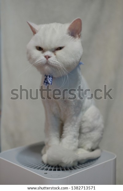 White Persian Cat Short Hair Cut Stock Photo Edit Now 1382713571