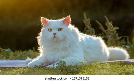 The White Persian Cat Sits Gracefully In  In Morning Garden.