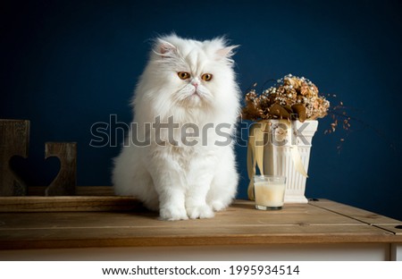 A white Persian cat sitting on a rustic table. You see a blue background and some flowers and a candle. The cat has brown eyes.