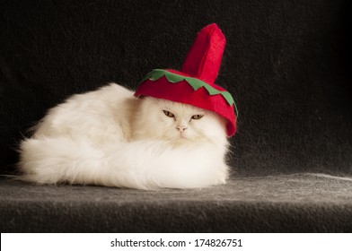 White Persian Cat Wearing Silly Hat