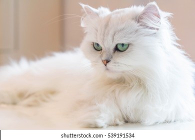 Persian Cat Images Stock Photos Vectors Shutterstock